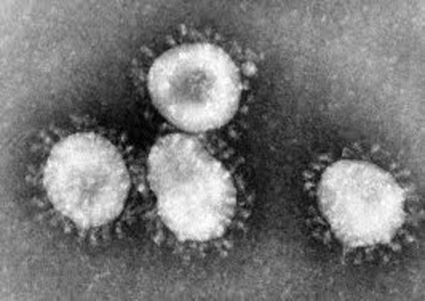 コロナウイルスの影響